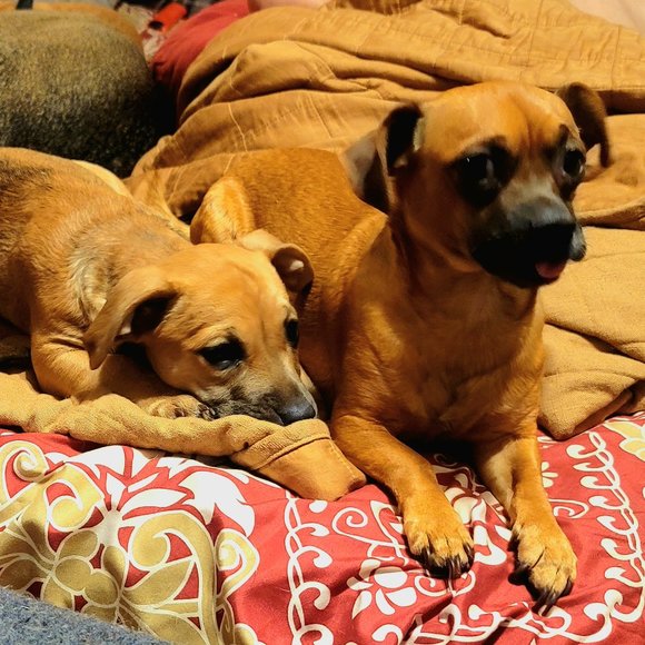 Meet your Posher; "Not for Sale"...but also called Jason, by some. - Picture 4 of 10